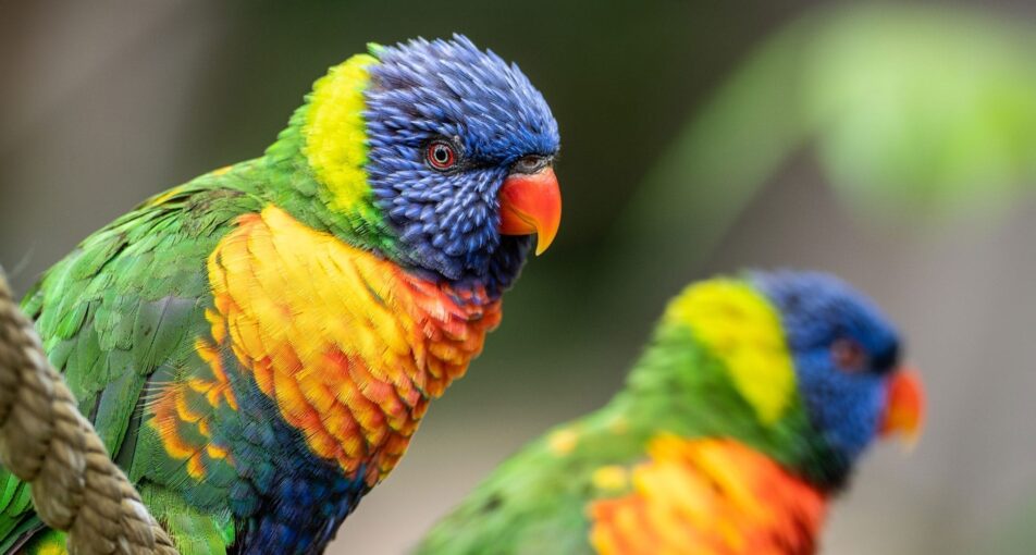 Rainbow Lorikeet - iconic Australian bird