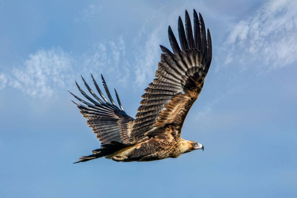 Wedge-tailed Eagle soaring