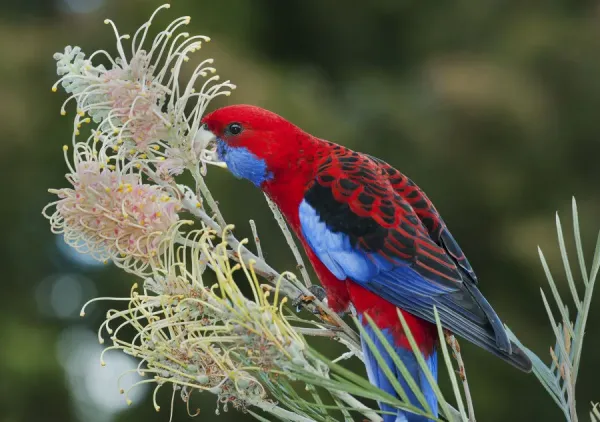 Crimson Rosella feeding