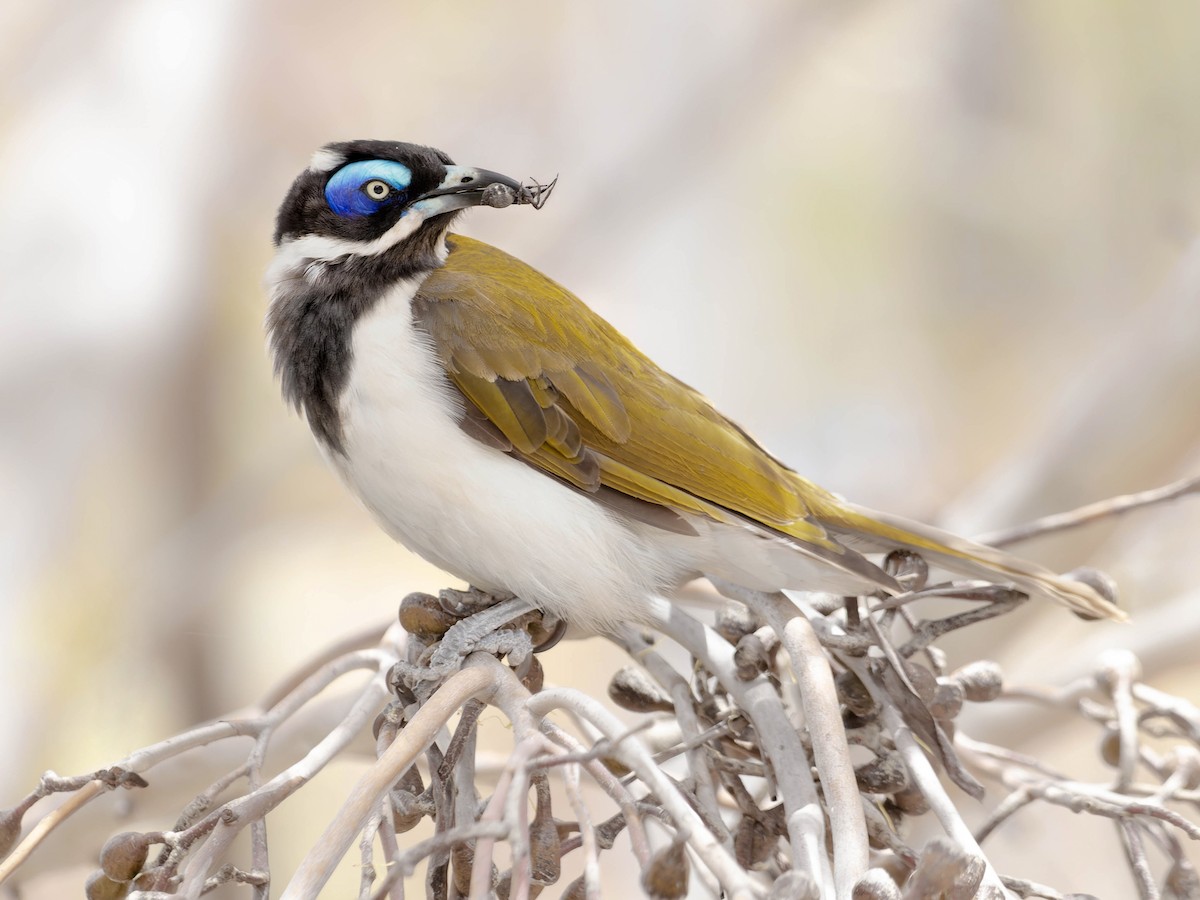 Blue-faced Honeyeater