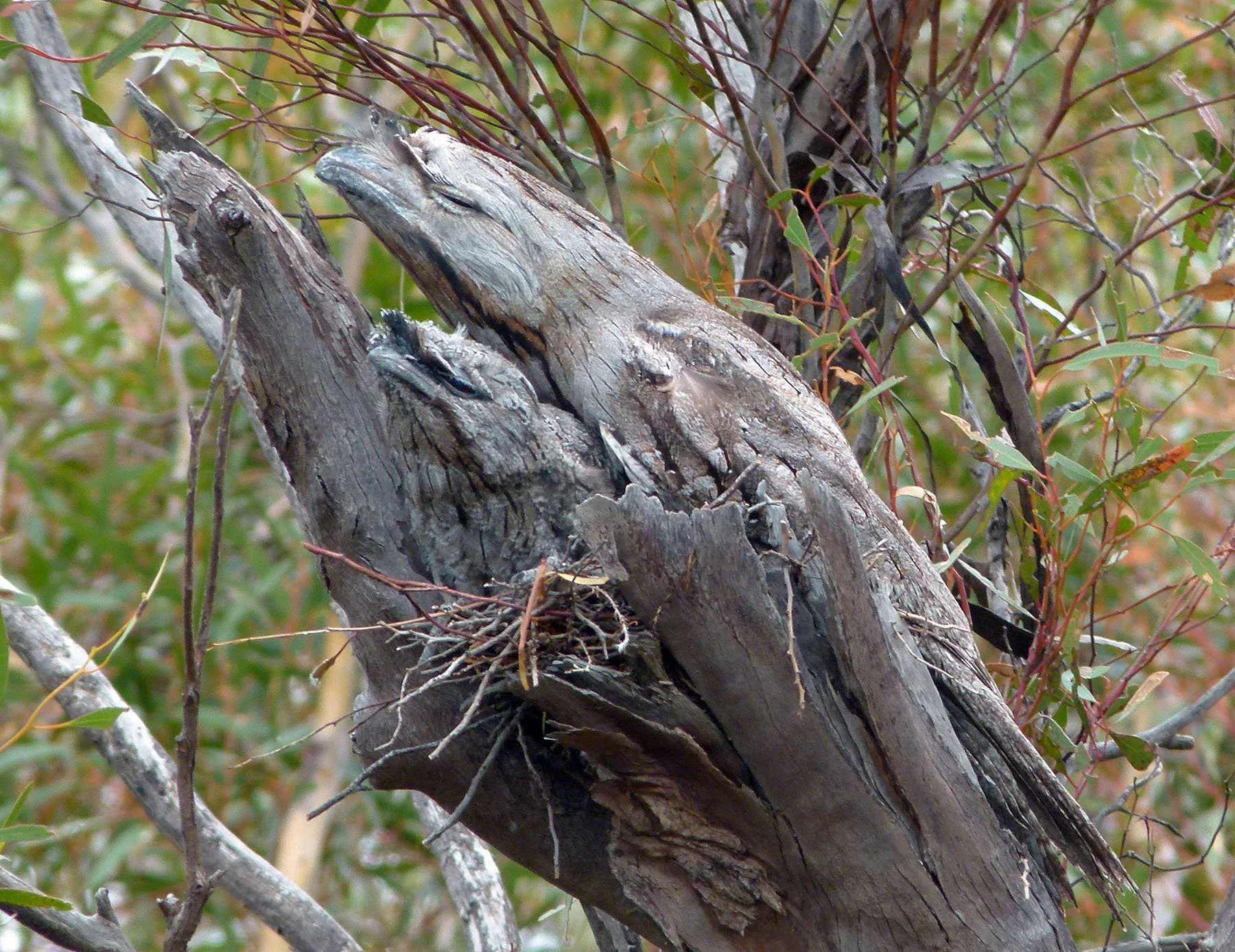 Tawny Frogmouth camouflaged