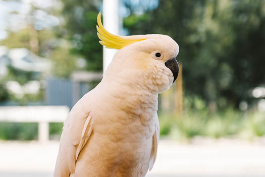 Sulphur-crested Cockatoo