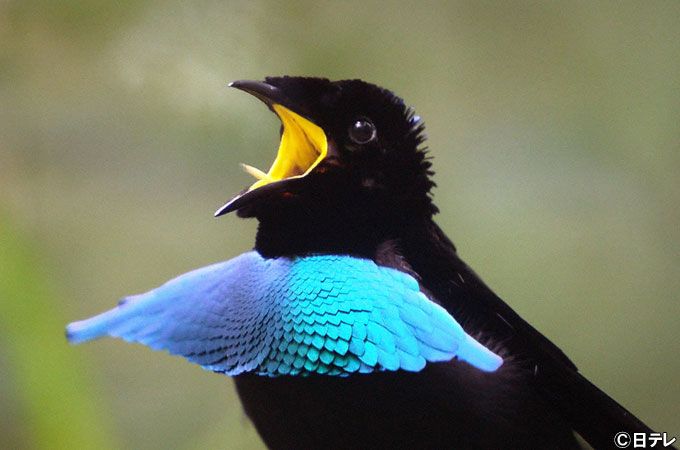 Superb Bird-of-Paradise