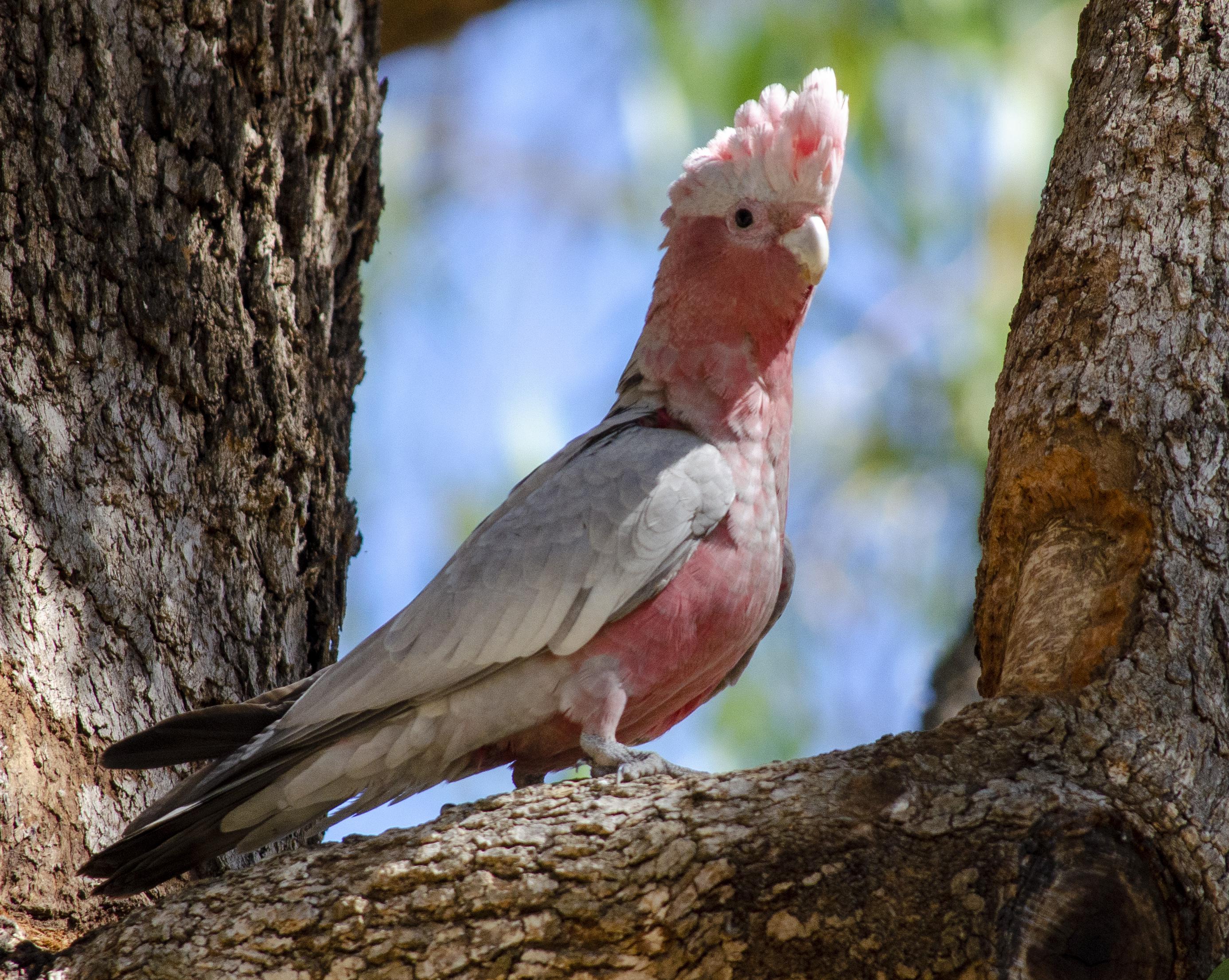 Galah - Pink and Grey Cockatoo