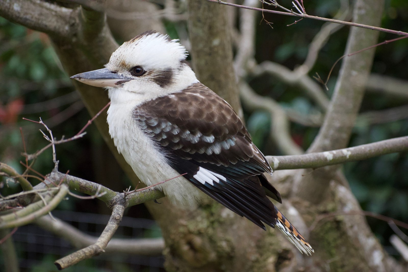 Laughing Kookaburra