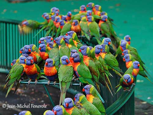 Rainbow Lorikeet