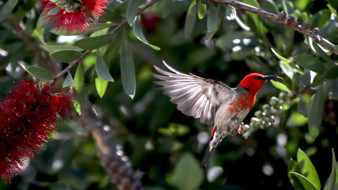 Australian landscape with native birds