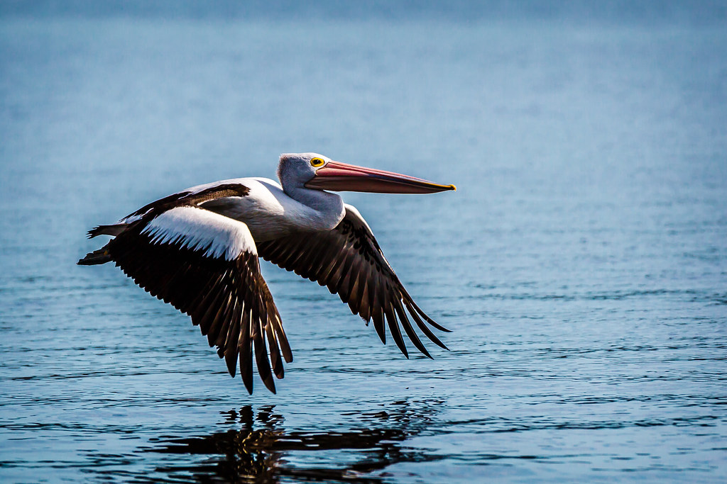 Australian Pelican in flight